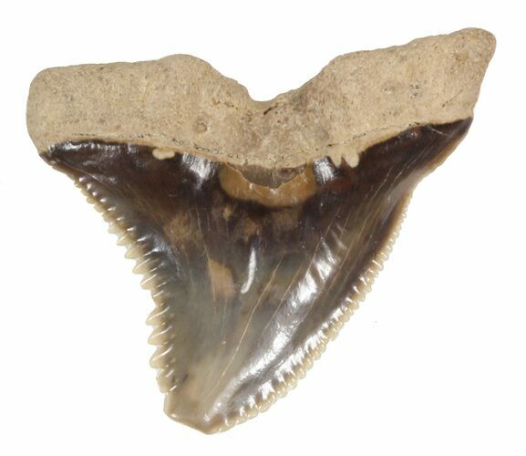 Fossil Hemipristis Shark Tooth - Maryland #42544